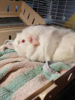 Rescue Abyssinian Guinea Pigs for Adoption in Dearborn, Missouri - Orchard And Meadow | PetCurious